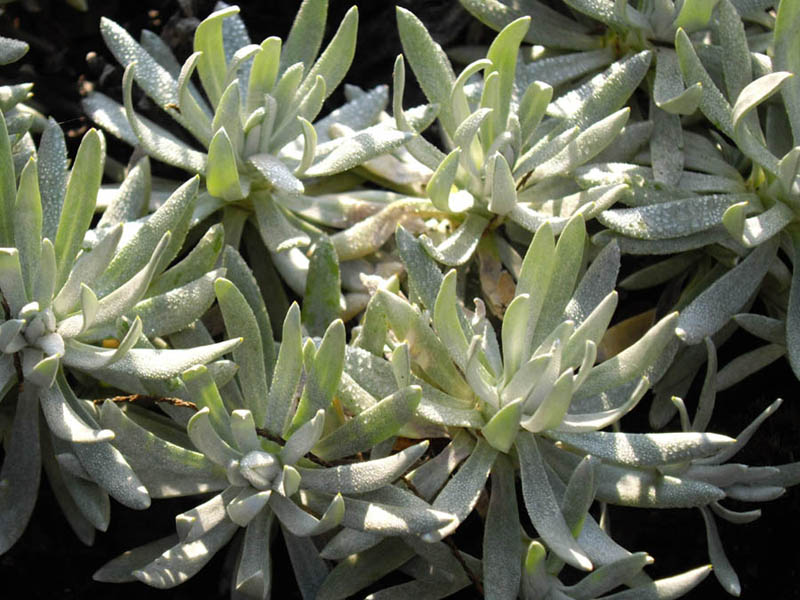 Helichrysum arwae en fleurs dans les éboulis des massifs montagneux du Yémen